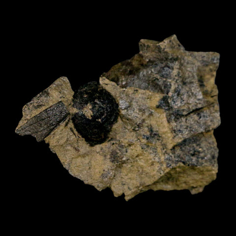 2.5" Carpolithus SP Seed, Leaf And Stems 66-56 Mil Yrs Old Paleocene Raton FM Colorado - Fossil Age Minerals