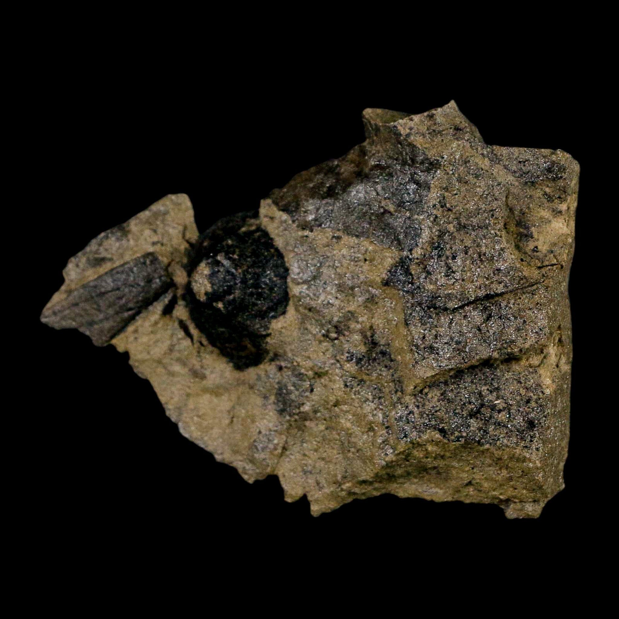 2.5" Carpolithus SP Seed, Leaf And Stems 66-56 Mil Yrs Old Paleocene Raton FM Colorado - Fossil Age Minerals