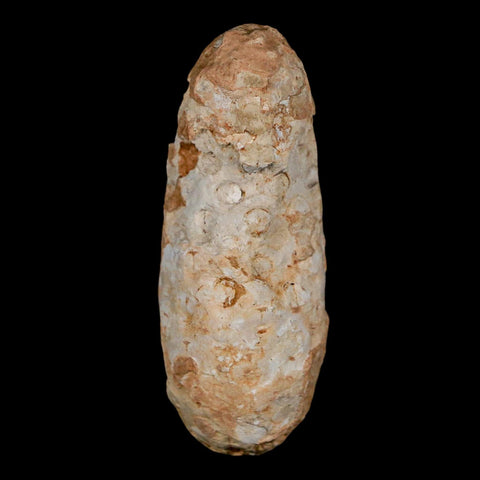 XL 2.3" Fossil Pine Cone Equicalastrobus Replaced By Agate Eocene Age Seeds Fruit