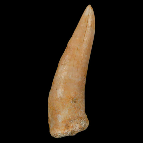 XL 2.2" Saber Toothed Herring Fossil Fang Enchodus Libycus Cretaceous COA Stand - Fossil Age Minerals