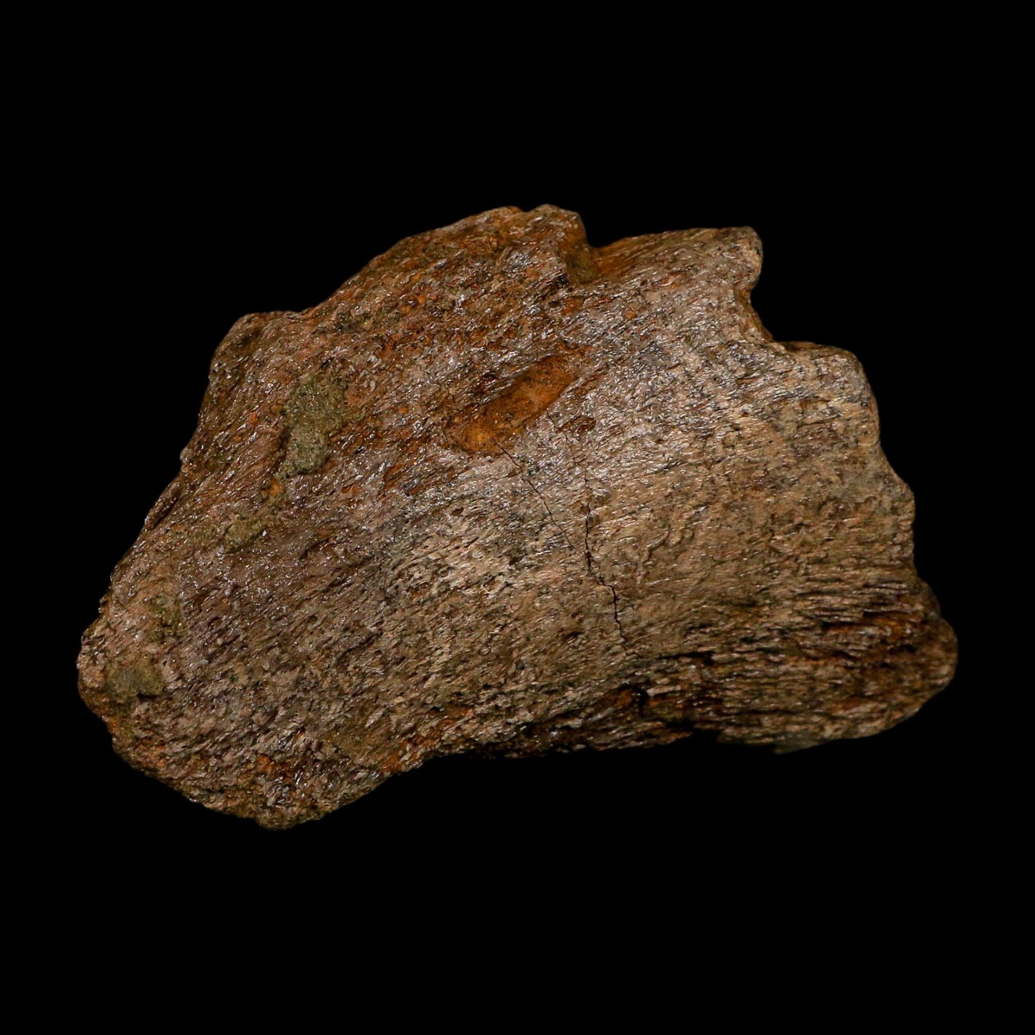 3.5" Triceratops Fossil Skull Bone Lance Creek FM Cretaceous Dinosaur WY COA