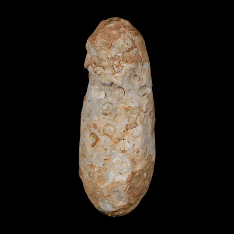 XL 2.3" Fossil Pine Cone Equicalastrobus Replaced By Agate Eocene Age Seeds Fruit