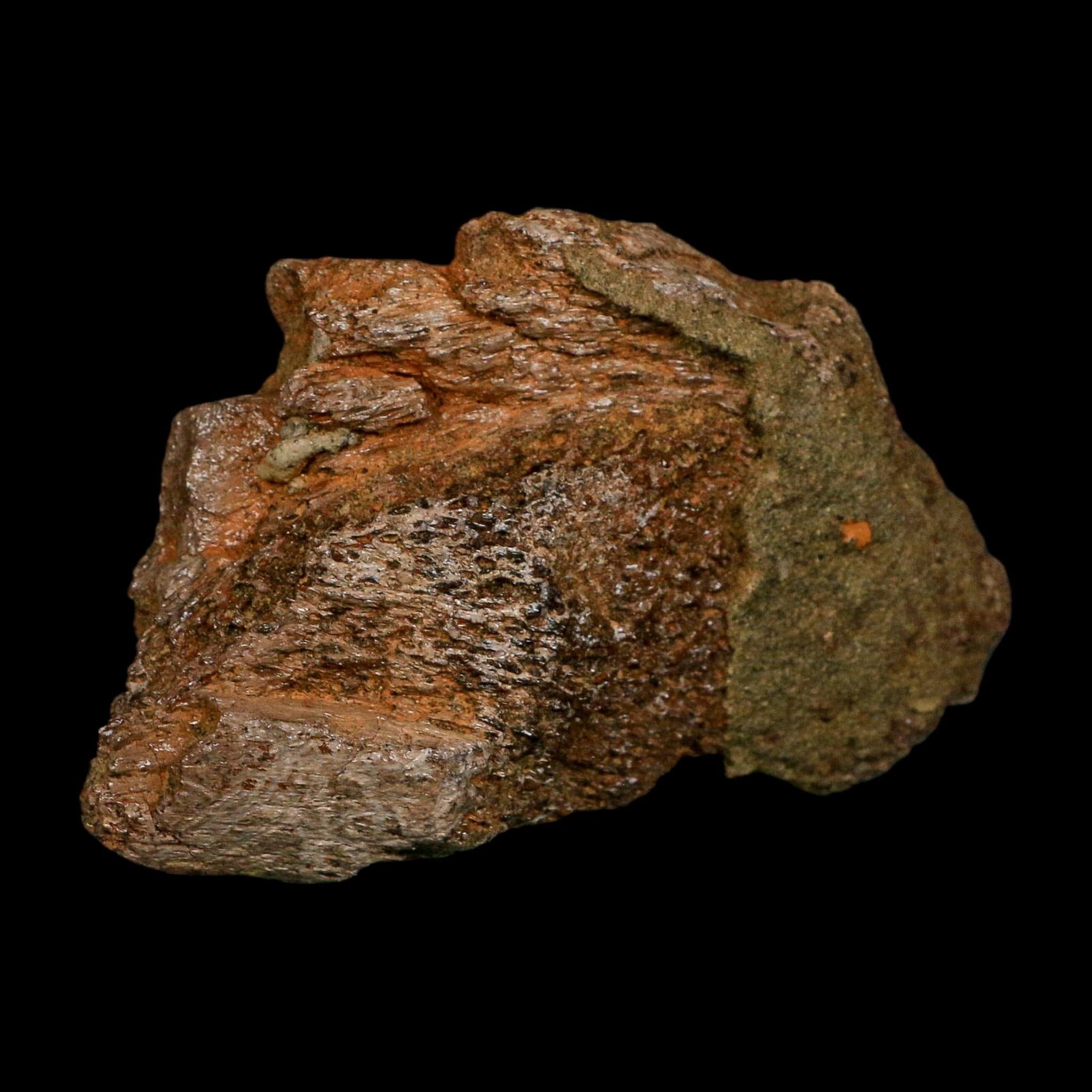 3.5" Triceratops Fossil Skull Bone Lance Creek FM Cretaceous Dinosaur WY COA