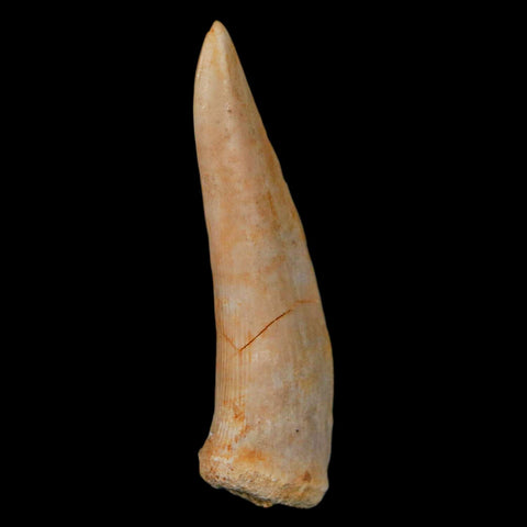 XL 2.2" Saber Toothed Herring Fossil Fang Enchodus Libycus Cretaceous COA Stand - Fossil Age Minerals
