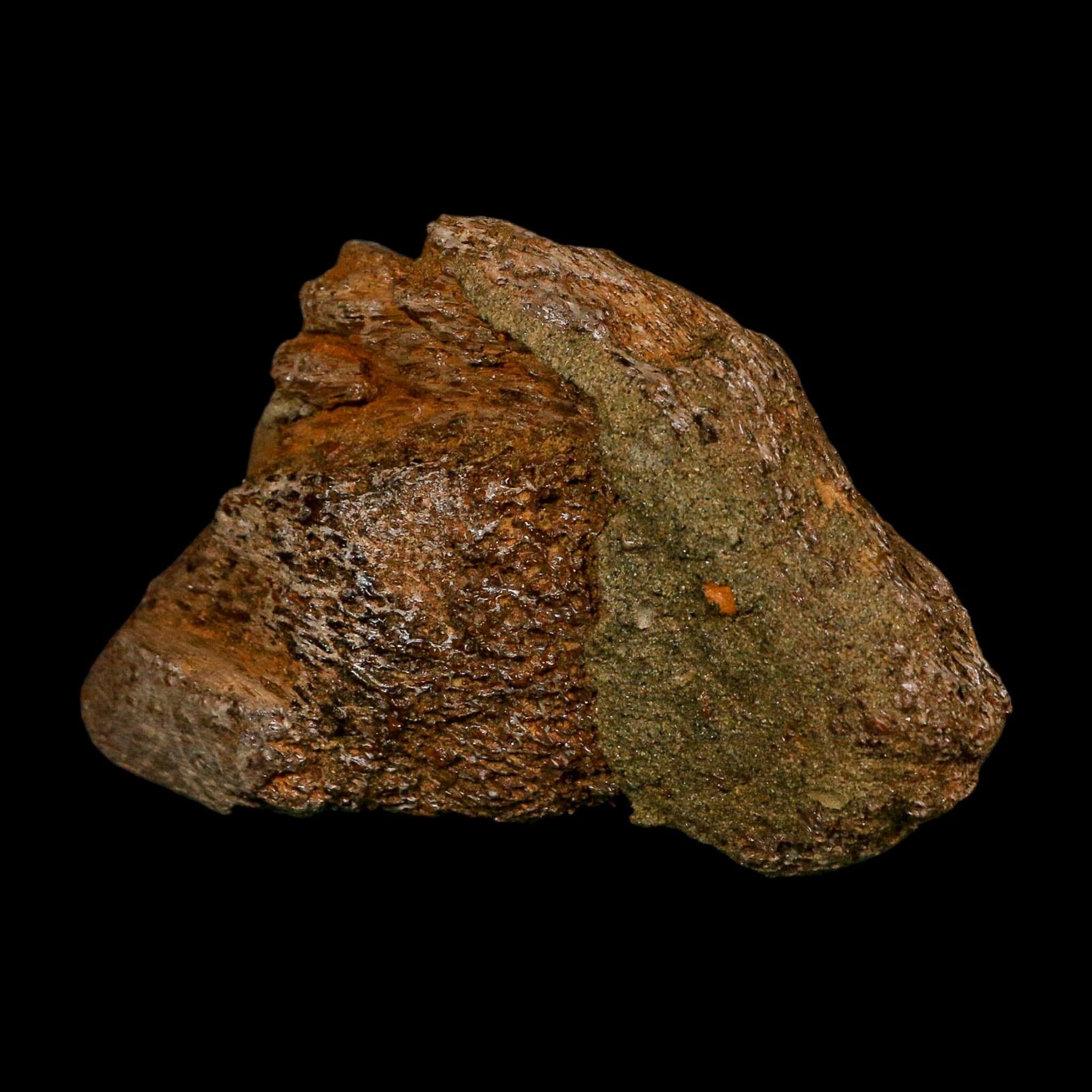 3.5" Triceratops Fossil Skull Bone Lance Creek FM Cretaceous Dinosaur WY COA