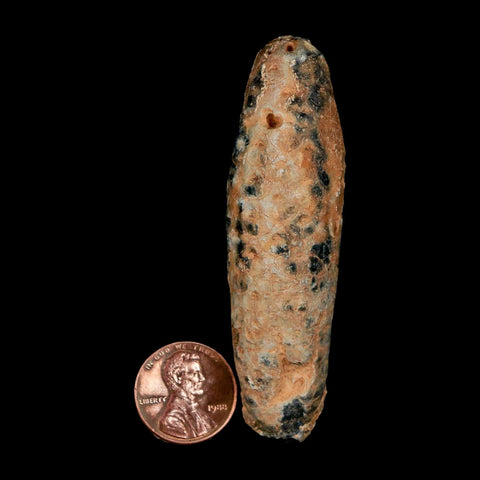 XXL 2.9" Fossil Pine Cone Equicalastrobus Replaced By Agate Eocene Age Seeds Fruit