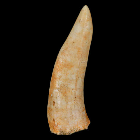 XL 2.3" Saber Toothed Herring Fossil Fang Enchodus Libycus Cretaceous COA Stand - Fossil Age Minerals