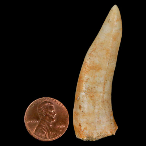 XL 2.3" Saber Toothed Herring Fossil Fang Enchodus Libycus Cretaceous COA Stand - Fossil Age Minerals