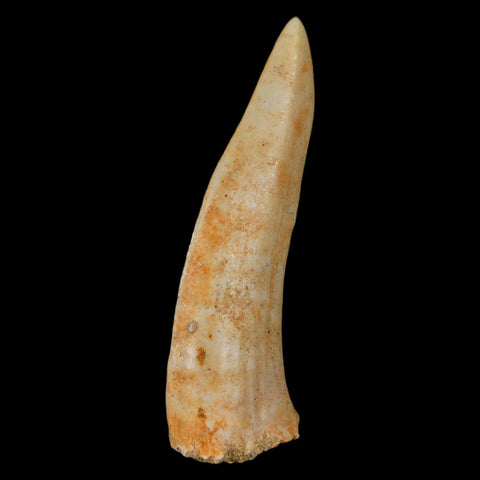 XL 2.3" Saber Toothed Herring Fossil Fang Enchodus Libycus Cretaceous COA Stand - Fossil Age Minerals