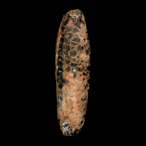 XXL 2.9" Fossil Pine Cone Equicalastrobus Replaced By Agate Eocene Age Seeds Fruit