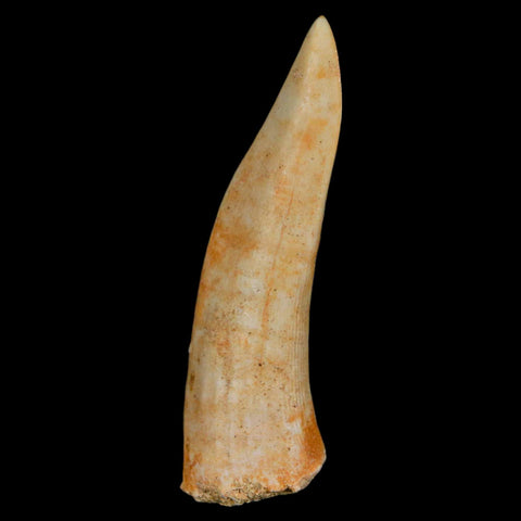 XL 2.3" Saber Toothed Herring Fossil Fang Enchodus Libycus Cretaceous COA Stand - Fossil Age Minerals