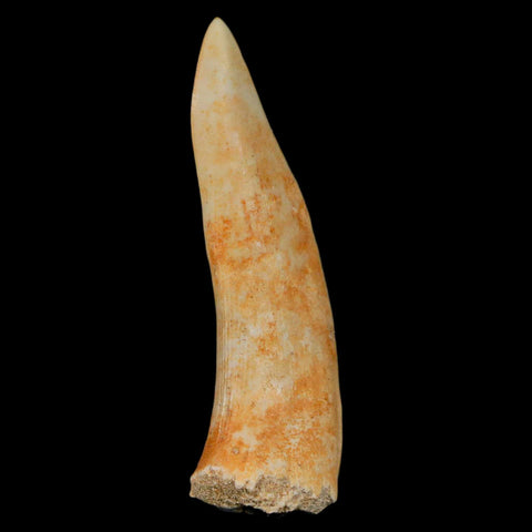 XL 2.3" Saber Toothed Herring Fossil Fang Enchodus Libycus Cretaceous COA Stand - Fossil Age Minerals
