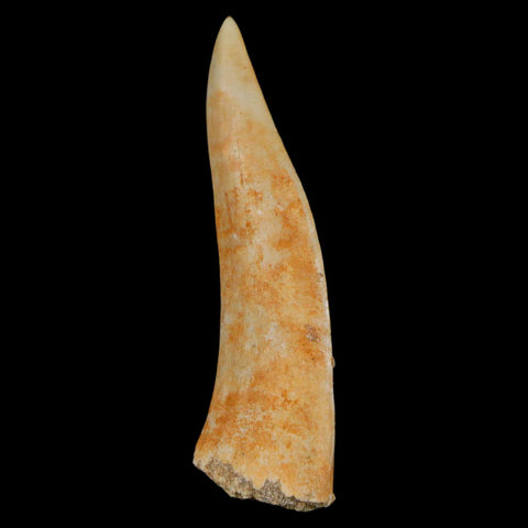 XL 2.3" Saber Toothed Herring Fossil Fang Enchodus Libycus Cretaceous COA Stand - Fossil Age Minerals