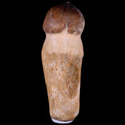 3.3" Globidens Mosasaur Fossil Tooth Root Cretaceous Dinosaur Era COA & Stand