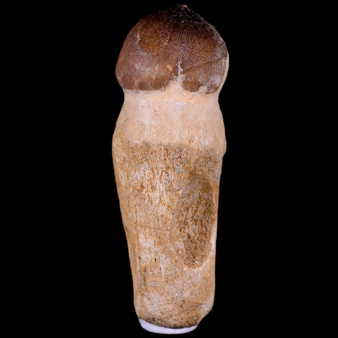 3.3" Globidens Mosasaur Fossil Tooth Root Cretaceous Dinosaur Era COA & Stand - Fossil Age Minerals