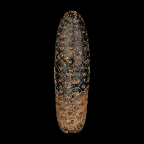 XXL 2.5" Fossil Pine Cone Equicalastrobus Replaced By Agate Eocene Age Seeds Fruit
