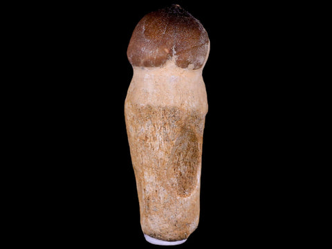 3.3" Globidens Mosasaur Fossil Tooth Root Cretaceous Dinosaur Era COA & Stand - Fossil Age Minerals
