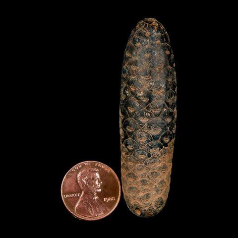 XXL 2.5" Fossil Pine Cone Equicalastrobus Replaced By Agate Eocene Age Seeds Fruit