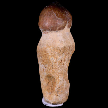 3.3" Globidens Mosasaur Fossil Tooth Root Cretaceous Dinosaur Era COA & Stand