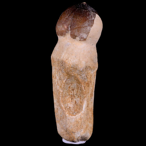 3.3" Globidens Mosasaur Fossil Tooth Root Cretaceous Dinosaur Era COA & Stand - Fossil Age Minerals