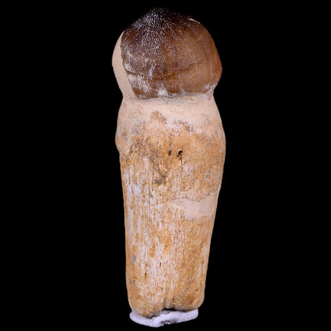 3.3" Globidens Mosasaur Fossil Tooth Root Cretaceous Dinosaur Era COA & Stand - Fossil Age Minerals