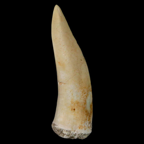 XL 2" Saber Toothed Herring Fossil Fang Enchodus Libycus Cretaceous COA Stand - Fossil Age Minerals