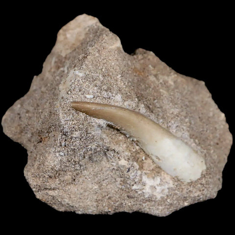 1.9" Plesiosaur Zarafasaura Tooth Fossil In Matrix Cretaceous Dinosaur Era COA - Fossil Age Minerals
