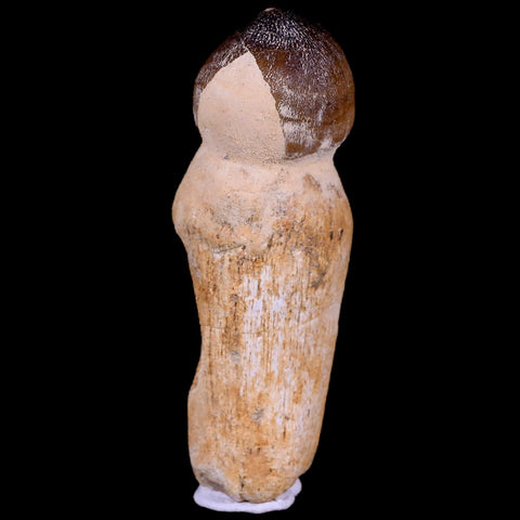 3.3" Globidens Mosasaur Fossil Tooth Root Cretaceous Dinosaur Era COA & Stand - Fossil Age Minerals
