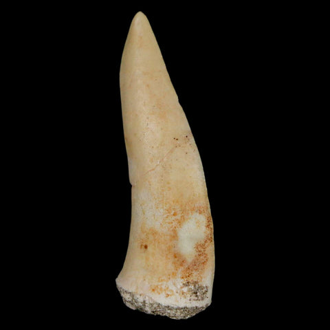 XL 2" Saber Toothed Herring Fossil Fang Enchodus Libycus Cretaceous COA Stand - Fossil Age Minerals