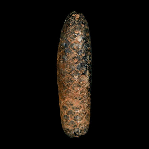 XXL 2.5" Fossil Pine Cone Equicalastrobus Replaced By Agate Eocene Age Seeds Fruit