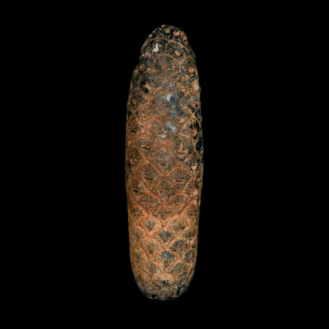 XXL 2.5" Fossil Pine Cone Equicalastrobus Replaced By Agate Eocene Age Seeds Fruit