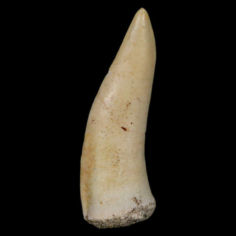 XL 2" Saber Toothed Herring Fossil Fang Enchodus Libycus Cretaceous COA Stand - Fossil Age Minerals