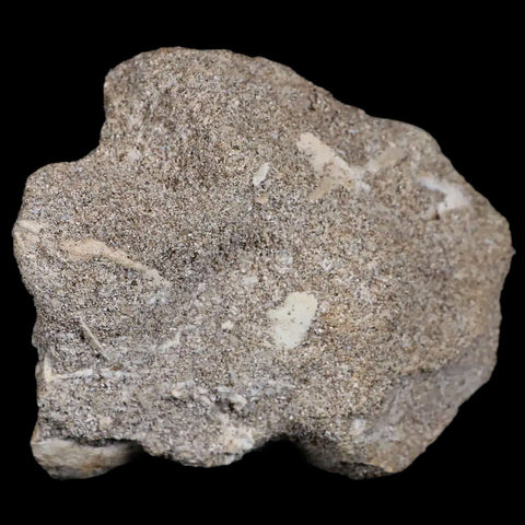 1.9" Plesiosaur Zarafasaura Tooth Fossil In Matrix Cretaceous Dinosaur Era COA - Fossil Age Minerals