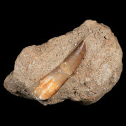 1.9" Plesiosaur Zarafasaura Tooth Fossil In Matrix Cretaceous Dinosaur Era COA