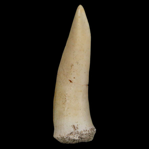 XL 2" Saber Toothed Herring Fossil Fang Enchodus Libycus Cretaceous COA Stand - Fossil Age Minerals