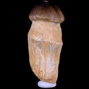 3.1" Globidens Mosasaur Fossil Tooth Root Cretaceous Dinosaur Era COA & Stand
