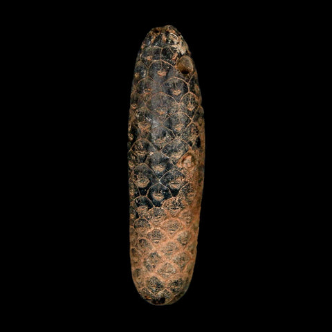 XXL 2.5" Fossil Pine Cone Equicalastrobus Replaced By Agate Eocene Age Seeds Fruit