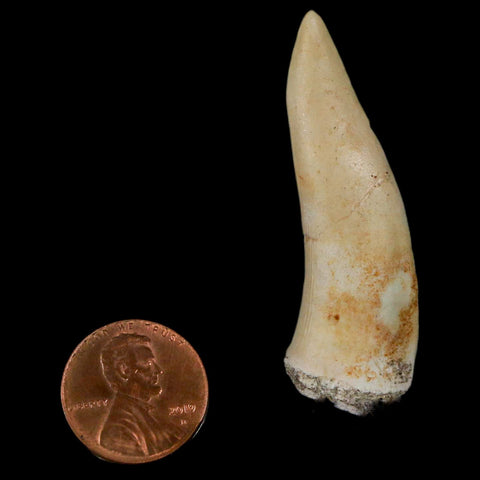 XL 2" Saber Toothed Herring Fossil Fang Enchodus Libycus Cretaceous COA Stand - Fossil Age Minerals
