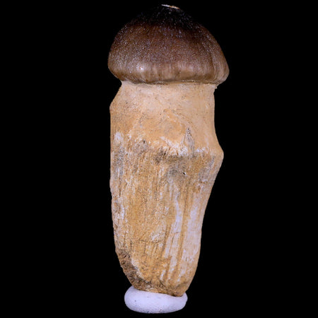 3.1" Globidens Mosasaur Fossil Tooth Root Cretaceous Dinosaur Era COA & Stand