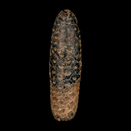 XXL 2.5" Fossil Pine Cone Equicalastrobus Replaced By Agate Eocene Age Seeds Fruit