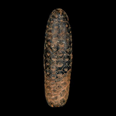XXL 2.5" Fossil Pine Cone Equicalastrobus Replaced By Agate Eocene Age Seeds Fruit