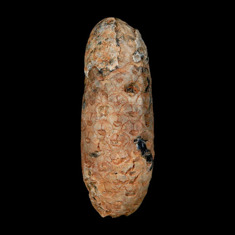 XL 2.2" Fossil Pine Cone Equicalastrobus Replaced By Agate Eocene Age Seeds Fruit