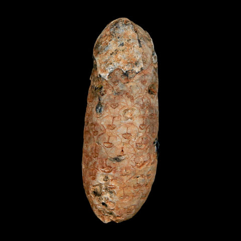 XL 2.2" Fossil Pine Cone Equicalastrobus Replaced By Agate Eocene Age Seeds Fruit