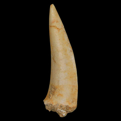 XL 2" Saber Toothed Herring Fossil Fang Enchodus Libycus Cretaceous COA Stand - Fossil Age Minerals