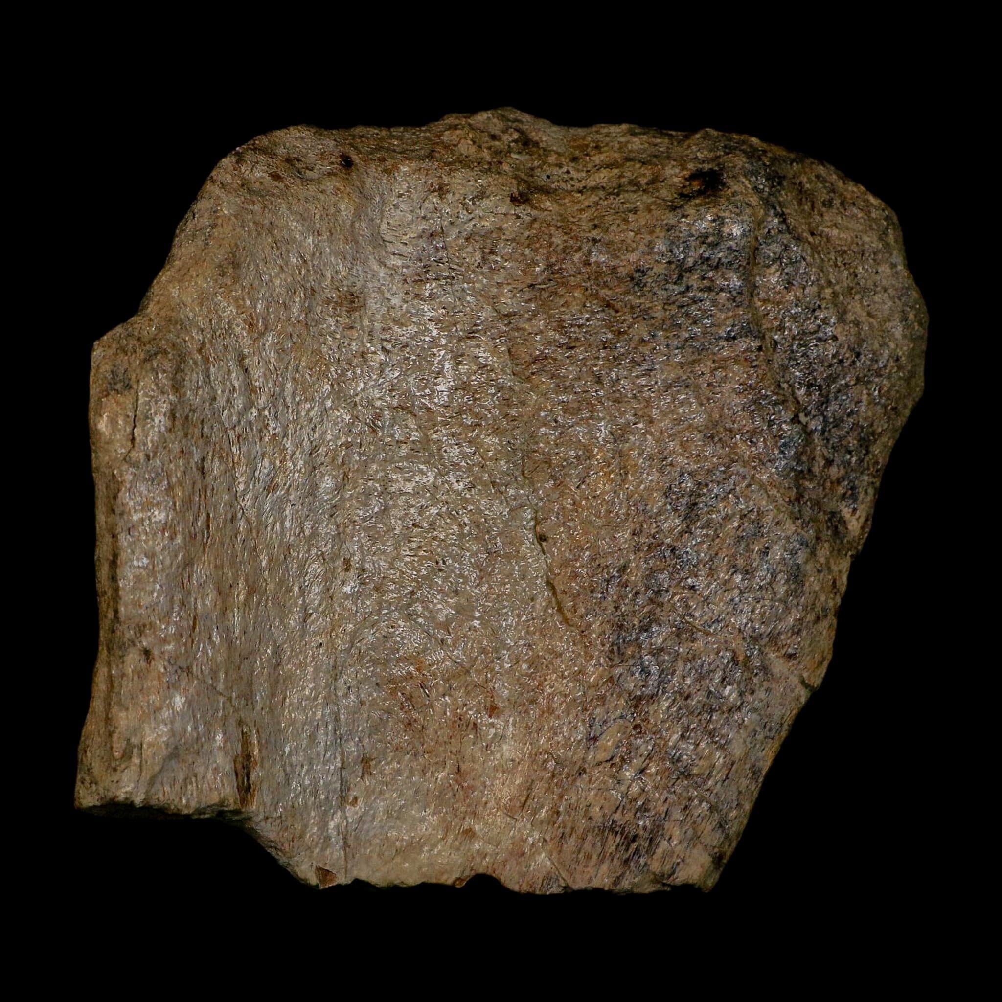 5.1" Maiasaura Hadrosaur Dinosaur Fossil Humerus Bone Two Medicine FM MT COA