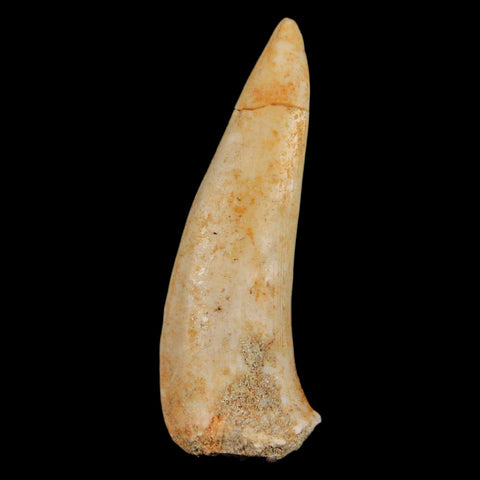 XL 2" Saber Toothed Herring Fossil Fang Enchodus Libycus Cretaceous COA Stand - Fossil Age Minerals