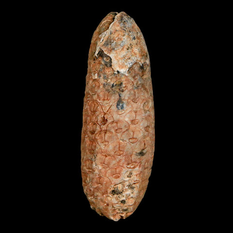 XL 2.2" Fossil Pine Cone Equicalastrobus Replaced By Agate Eocene Age Seeds Fruit