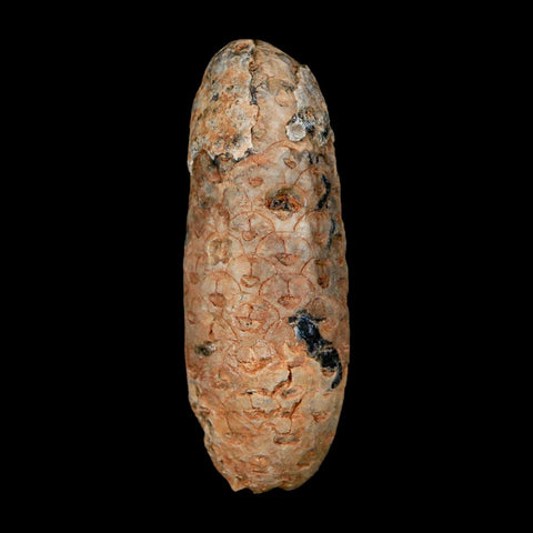 XL 2.2" Fossil Pine Cone Equicalastrobus Replaced By Agate Eocene Age Seeds Fruit