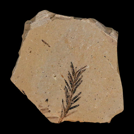 1.1" Detailed Fossil Plant Leafs Metasequoia Dawn Redwood Oligocene Age MT COA