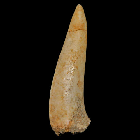 XL 2" Saber Toothed Herring Fossil Fang Enchodus Libycus Cretaceous COA Stand - Fossil Age Minerals